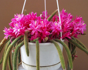 Aporocactus Flagelliformis ou Queue de rat - Non enraciné - Not rooted – Sin raíces