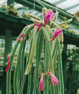 Aporocactus Flagelliformis ou Queue de rat - Non enraciné - Not rooted – Sin raíces